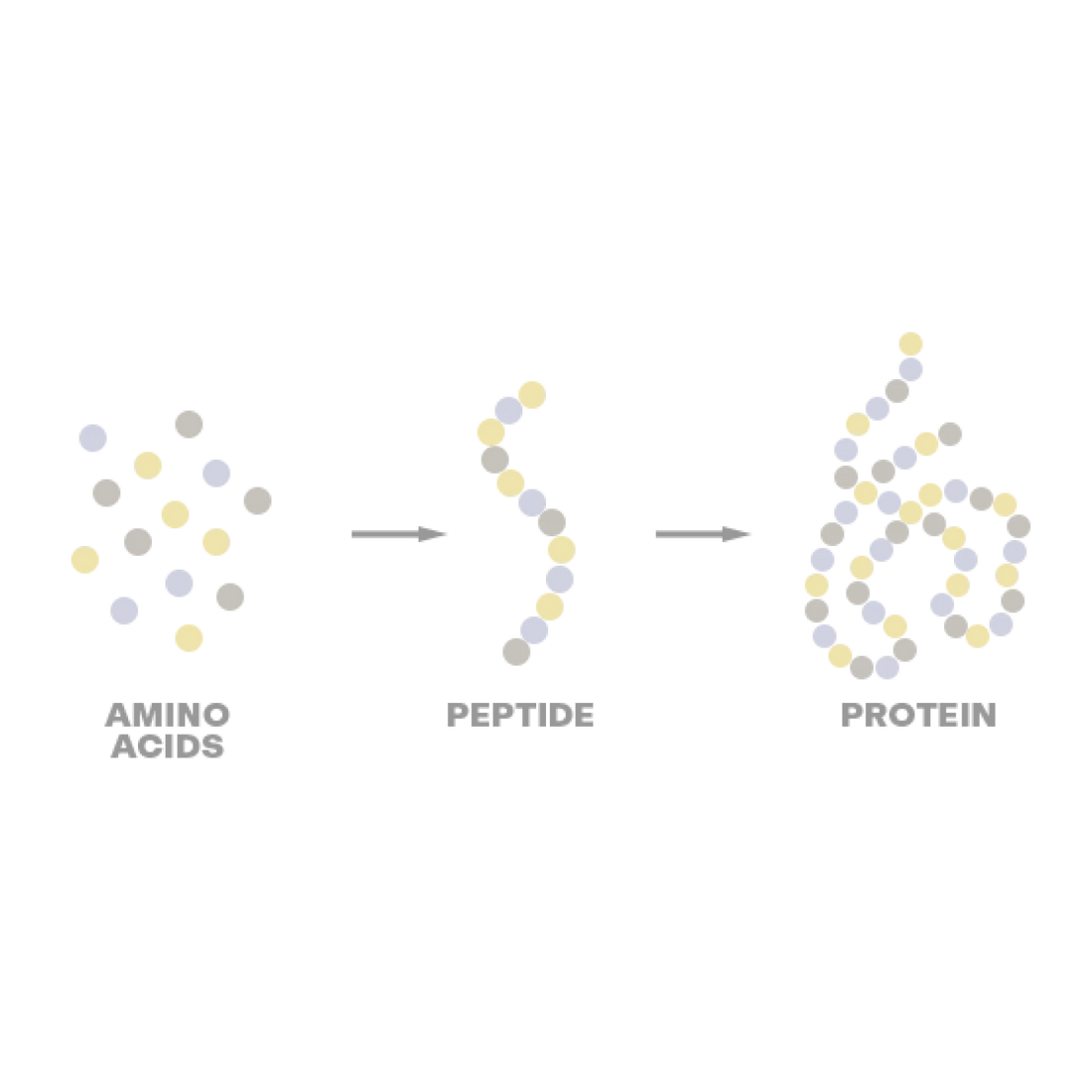 <p>DIE WISSENSCHAFT HINTER PEPTIDEN IN DER HAUTPFLEGE</p>