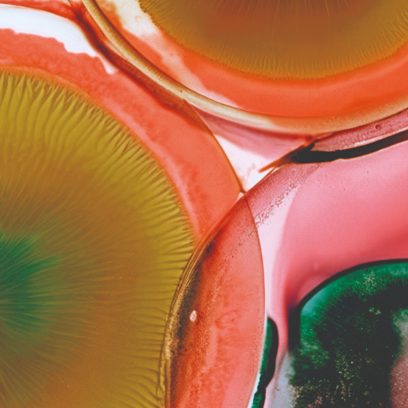 FERMENTED FORMULATIONS