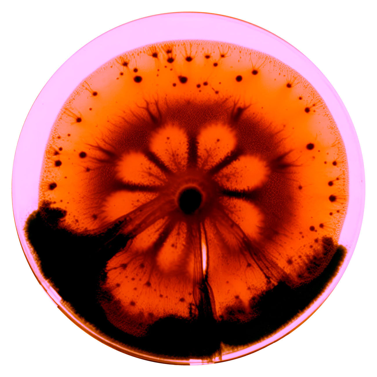 WAS IST FERMENTATION?