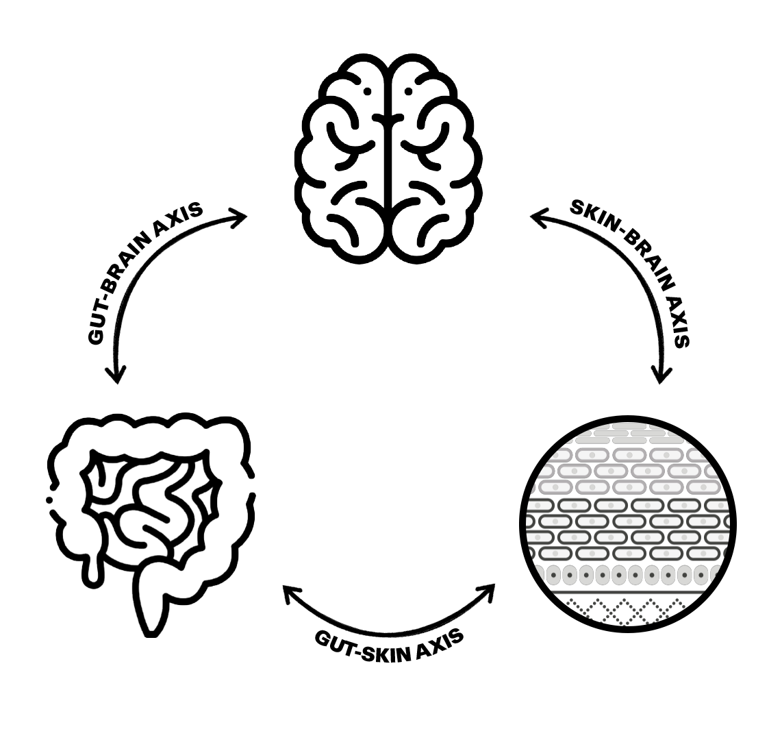 <p>EXKURS: DIE “GUT-SKIN AXIS”</p>